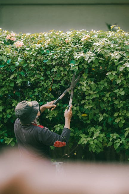 A person wearing a wide-brimmed hat and dark clothing is trimming a dense, vibrant green hedge in a garden area, utilizando long-handled pruning shears. The hedge features small, glossy leaves intersp